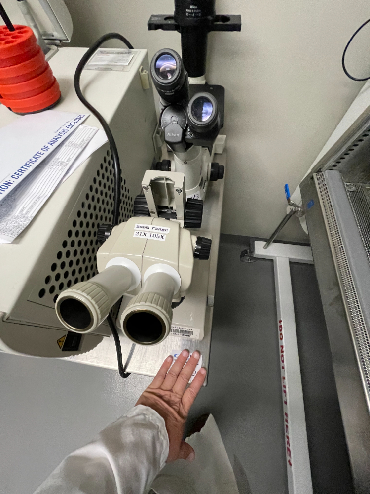 Image of Stereo Microscope